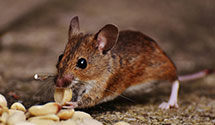 24 Hour & Emergency Exterminators in Doctortown, GA